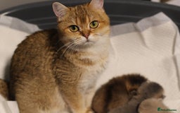 British Shorthair cats for sale: Top quality Champion Gccf british shorthair - Image 19