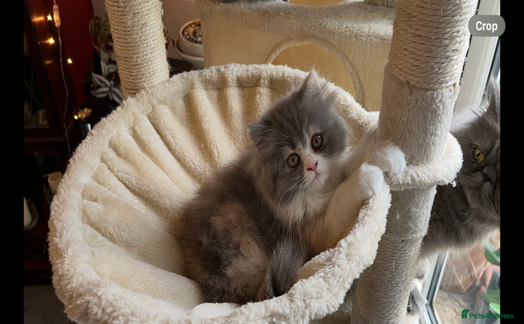 Persian cats - Advert 11