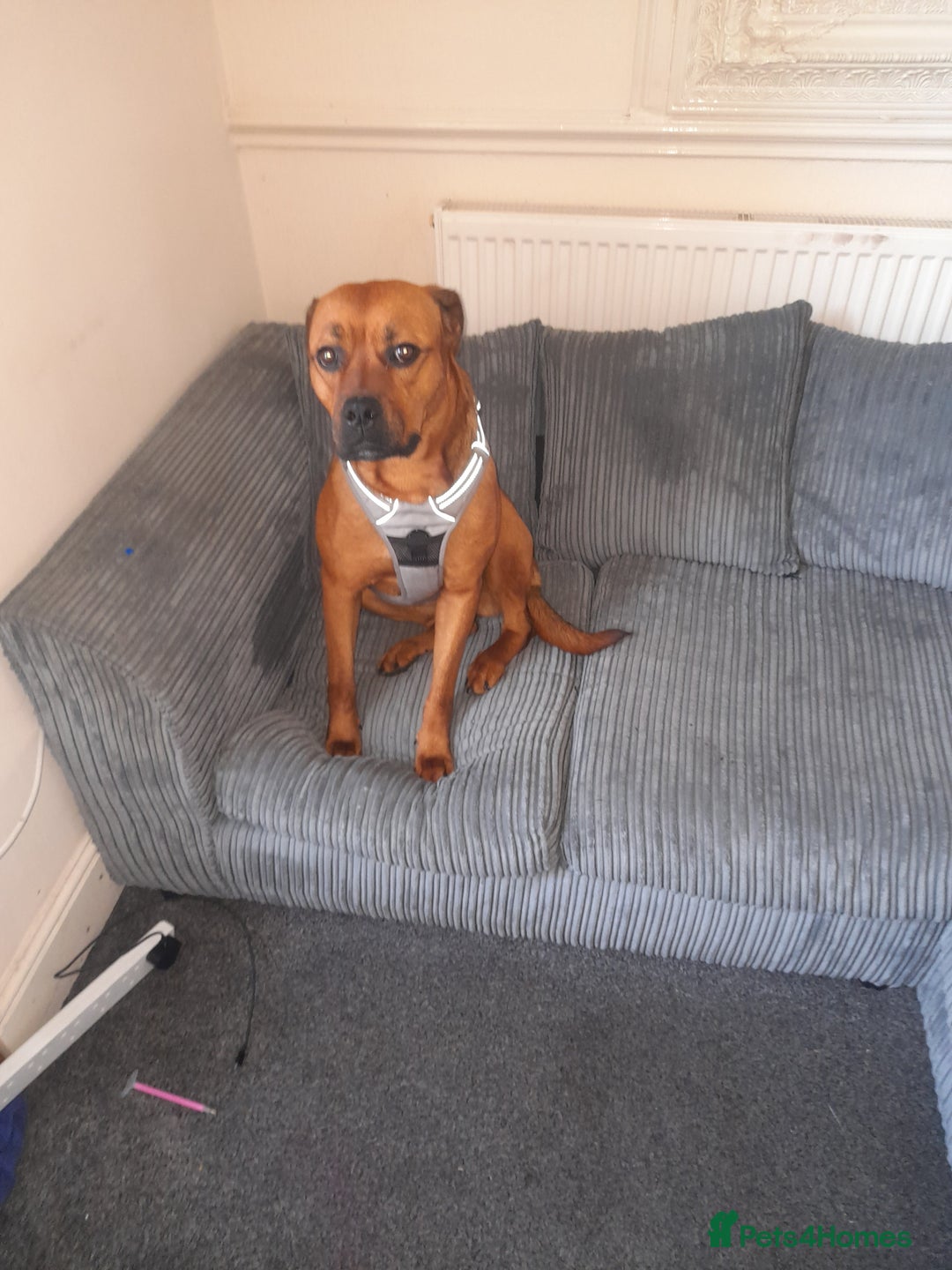 Mixed Breed dogs for sale: Bullmastiff/Rottweiler for rehoming - Image 2