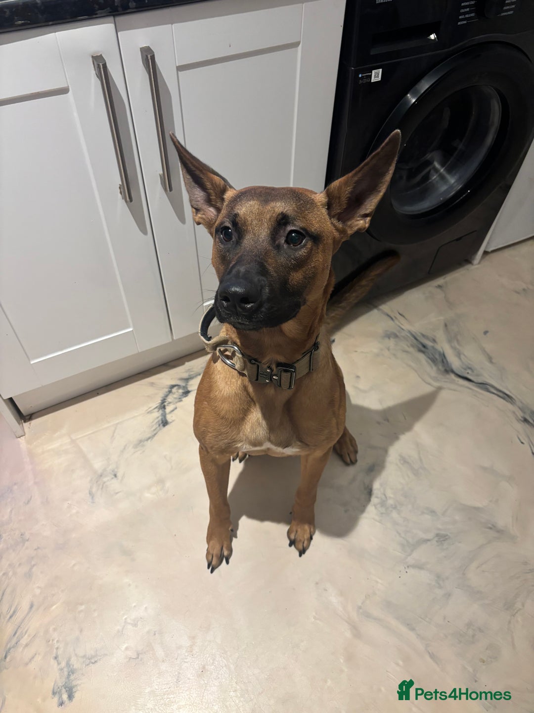 Mixed Breed dogs for sale: Belgium Malinios *DOG HANDLER ONLY* - Image 1