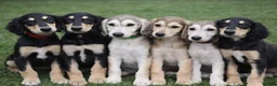 Saluki dogs for sale: Pedigree Saluki Puppies For Sale  - Advert 2
