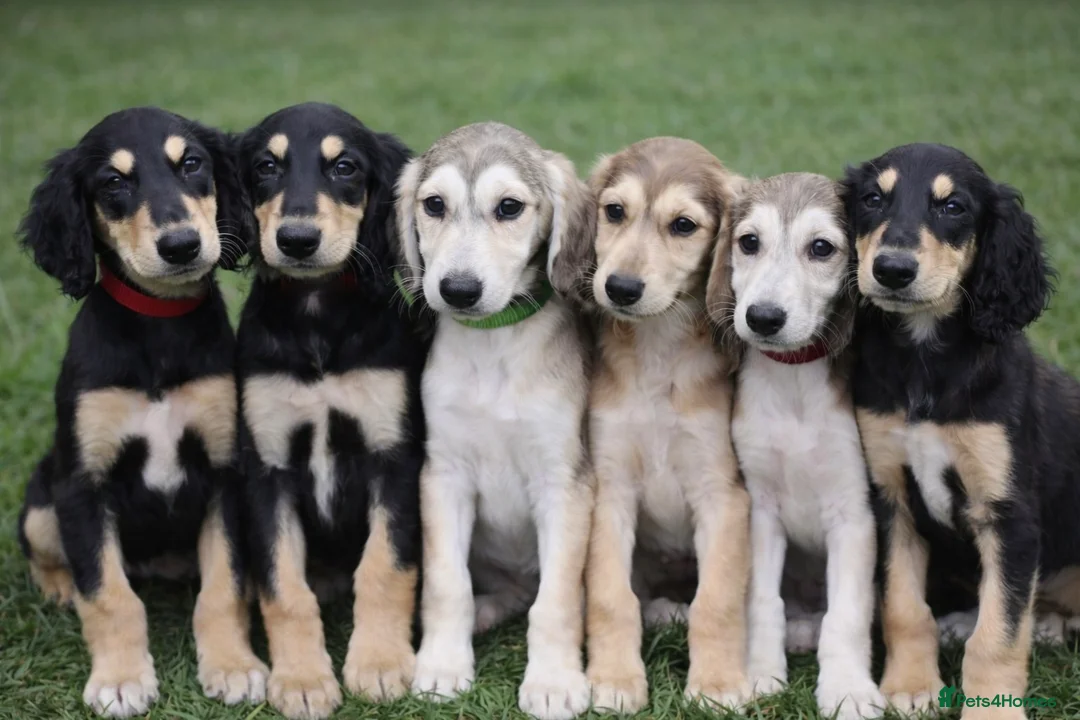 Saluki dogs for sale: Pedigree Saluki Puppies For Sale  - Advert 2