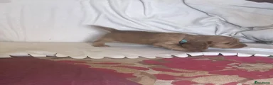 Cocker Spaniel 6