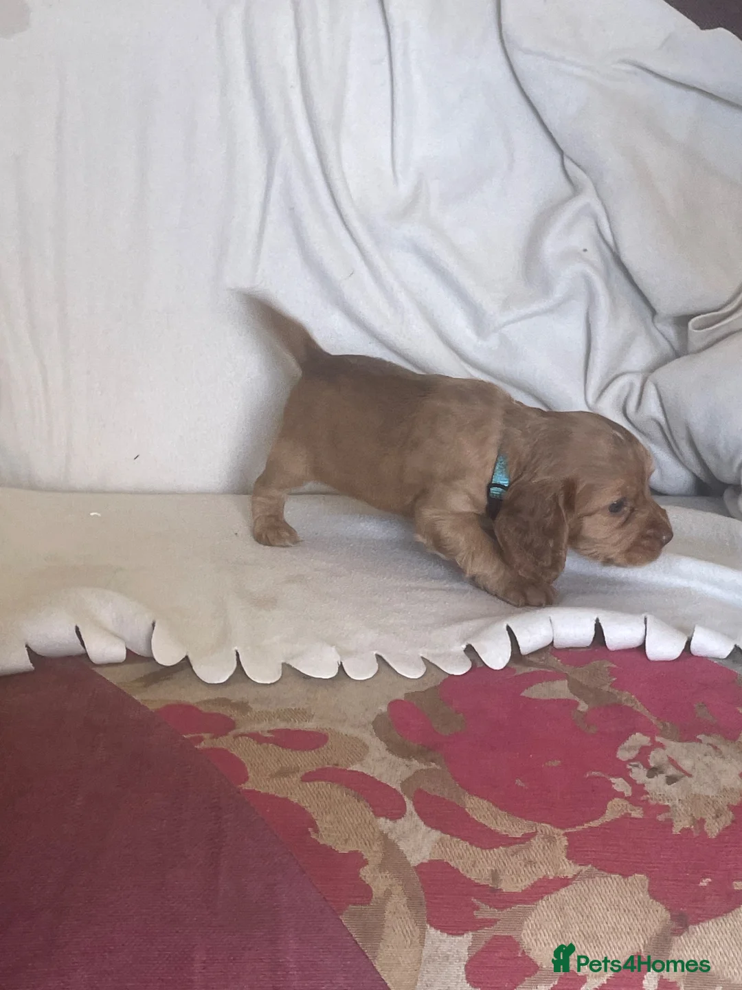 Cocker Spaniel dogs for sale: 6 KC 5th generation pups! in Dorking - Advert 2