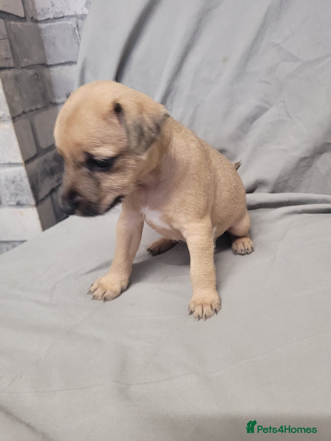 Patterdale Terrier dogs for sale: Patterdale pups - Image 7