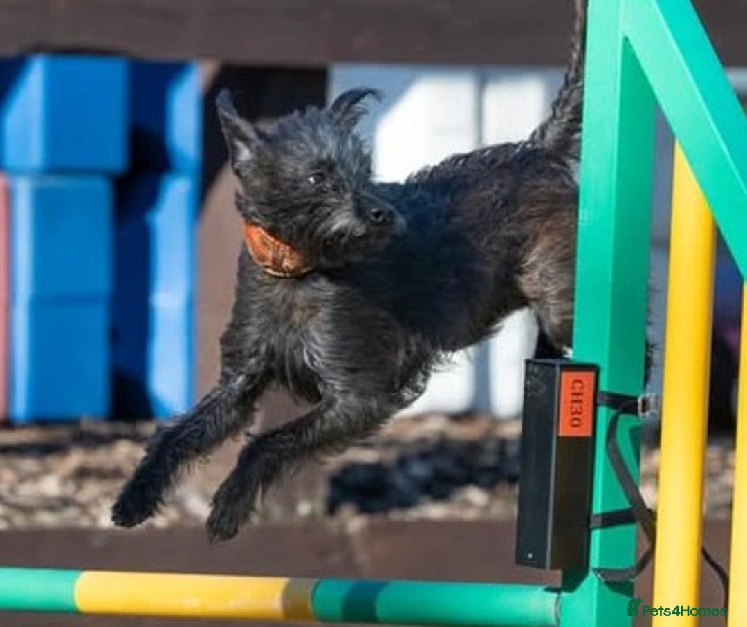 Mixed Breed dogs for sale: Whippet x Miniature Poodle  - Image 16