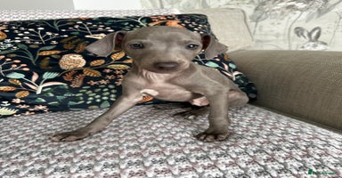 Italian Greyhound dogs - Advert 9