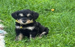 Mixed Breed dogs for sale: F1 MINI SCHNOODLE PUPPIES  - Image 21