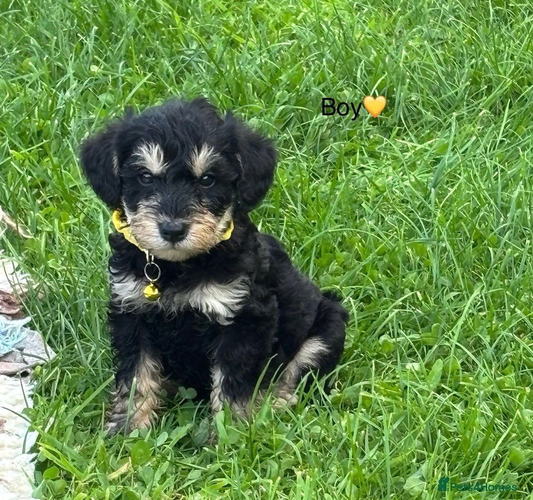Mixed Breed dogs for sale: F1 MINI SCHNOODLE PUPPIES  - Image 21