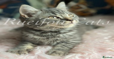 British Shorthair cats in Ripon - Advert 7