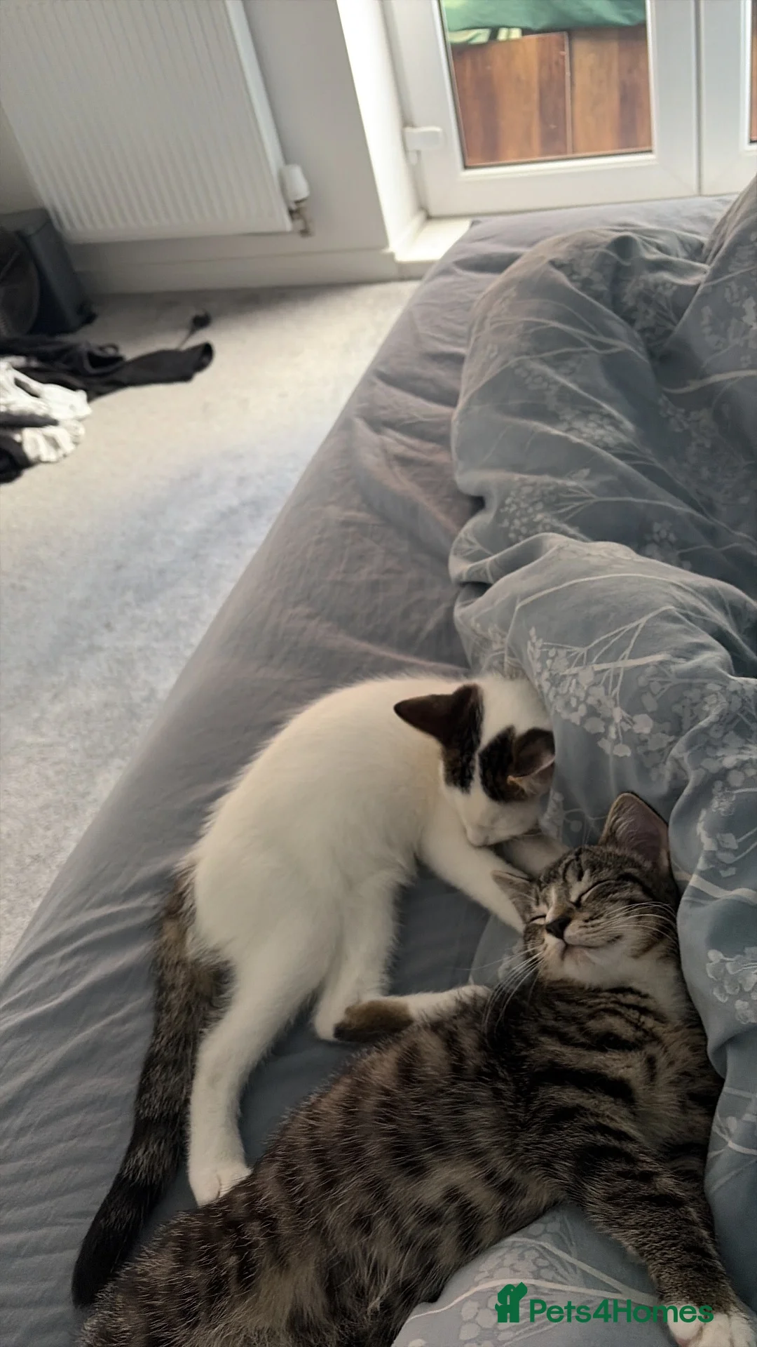 Domestic Shorthair cats for sale: Two 4 month male kittens  - Advert 2