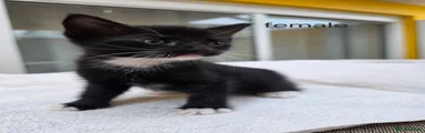 female tuxedo 