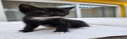 Mixed Breed cats for sale: 9 Gorgeous Kittens – 2 Litters, Ready 29 June in Milton Keynes - Advert 5