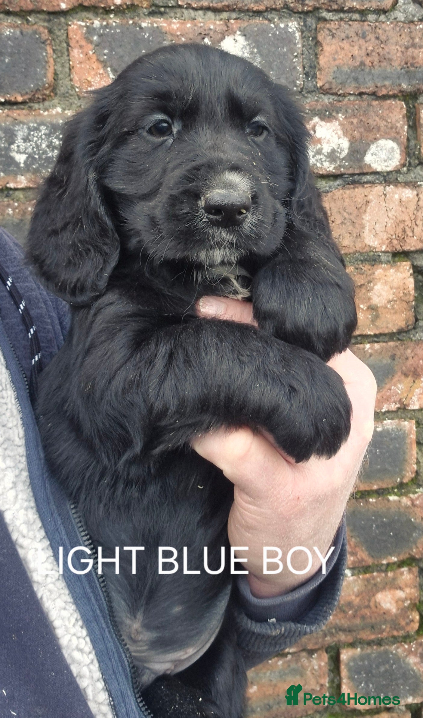 Mixed Breed dogs Retriever x Basset Hound hybrid Puppies Puppies  - Advert 6