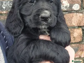 Mixed Breed dogs Retriever x Basset Hound hybrid Puppies Puppies - Advert 6