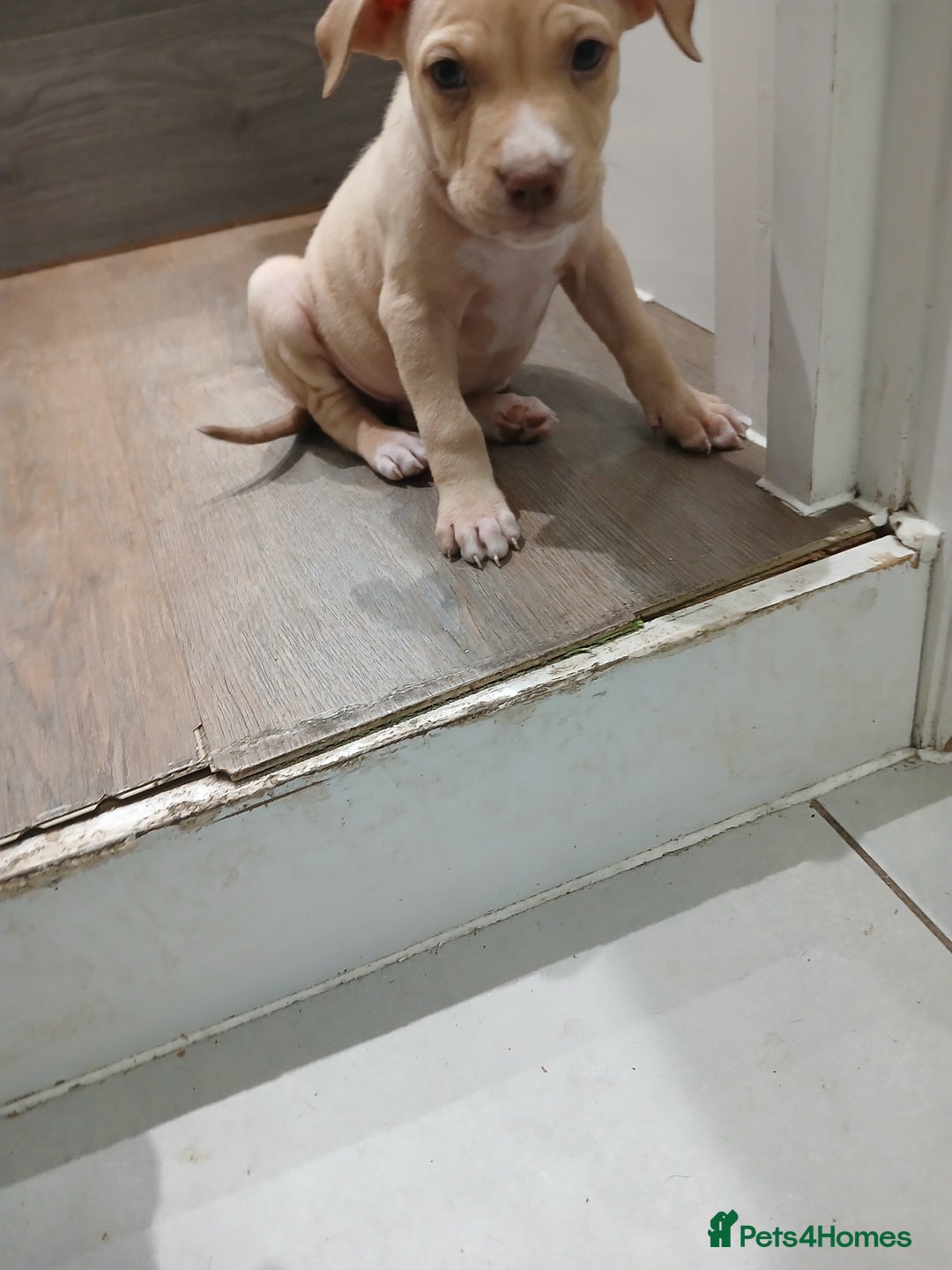 Mixed Breed dogs for sale: Puppies for sale  - Advert 2