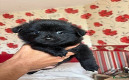 Pomeranian dogs for sale: Beautiful Pomeranian puppy’s 2 girls 1 boy.  - Image 16