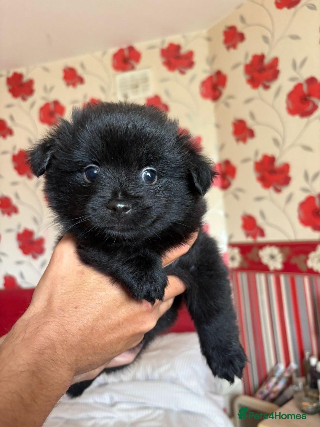 Pomeranian dogs for sale: Beautiful Pomeranian puppy’s 2 girls 1 boy.  - Image 16