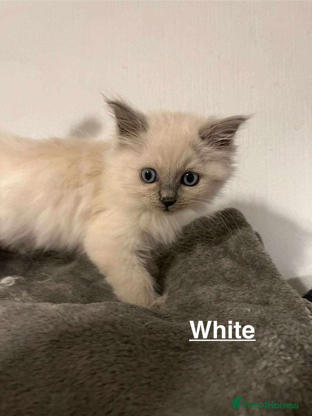 Ragdoll cats for sale: 5 Gorgeous TICA Ragdoll Kittens - Image 23