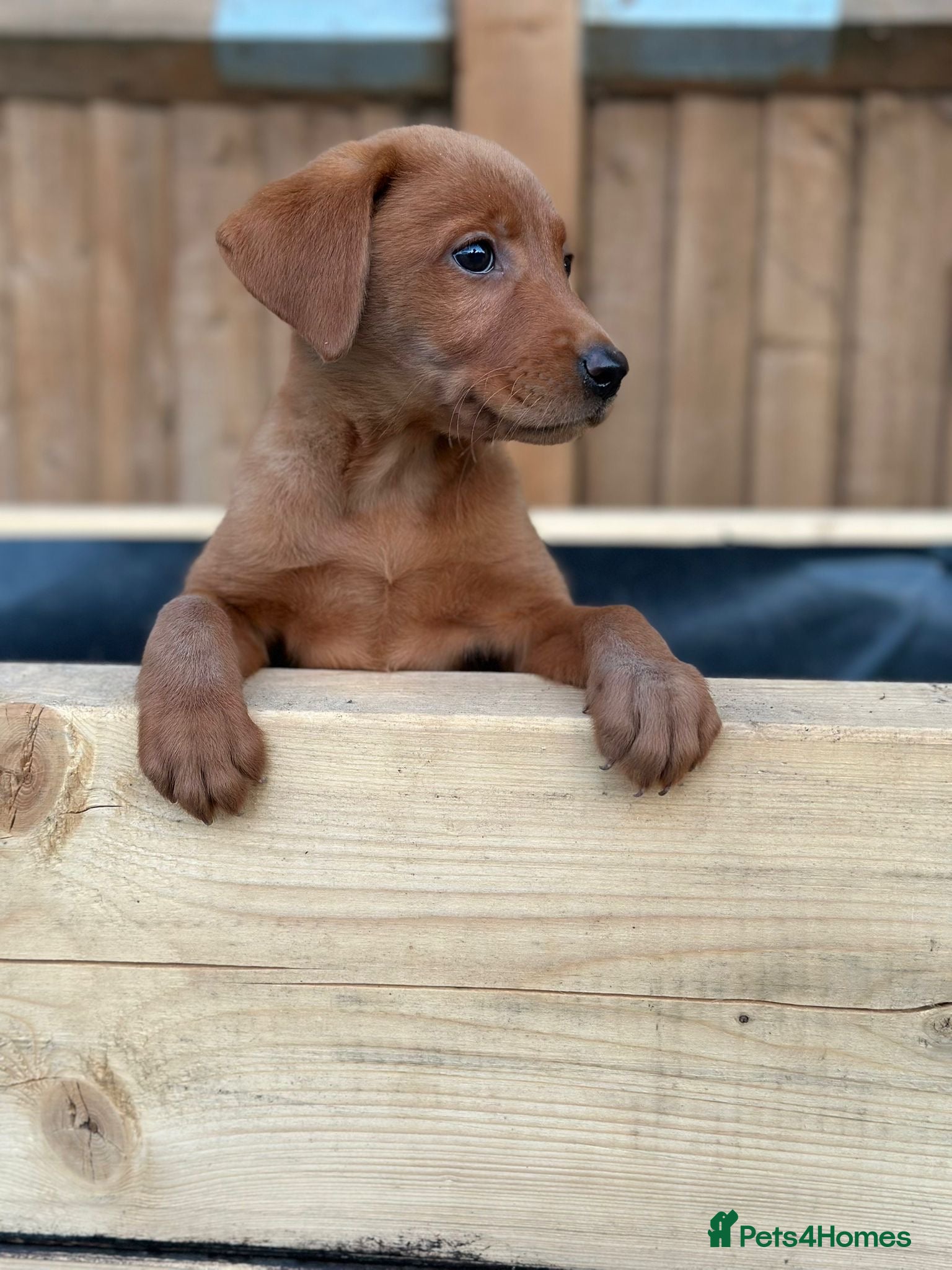 Labrador Retriever dogs KC Registered Mahogany Red Labrador Puppies - Advert 1