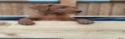 Labrador Retriever dogs for sale: KC Registered Mahogany Red Labrador Puppies - Advert 1