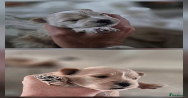 Mixed Breed dogs - Advert 4