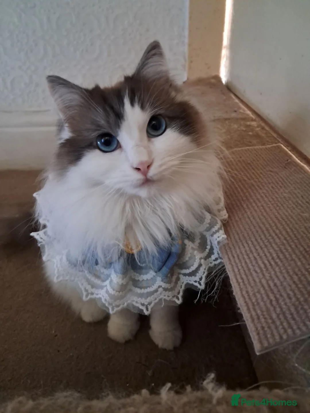 Ragdoll cats for sale: Pure breed bicolour Ragdoll  - Advert 5