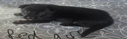 German Shepherd dogs for sale: German Shepherd Puppies in Beaworthy - Advert 4