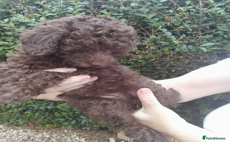 Toy Poodle dogs - Advert 6