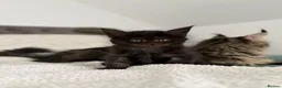 Maine Coon cats for sale: 🐈🐈‍⬛ Russian/European Bloodline Kittens 💕🐱 - Advert 23