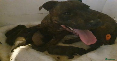 Staffordshire Bull Terrier dogs - Advert 5
