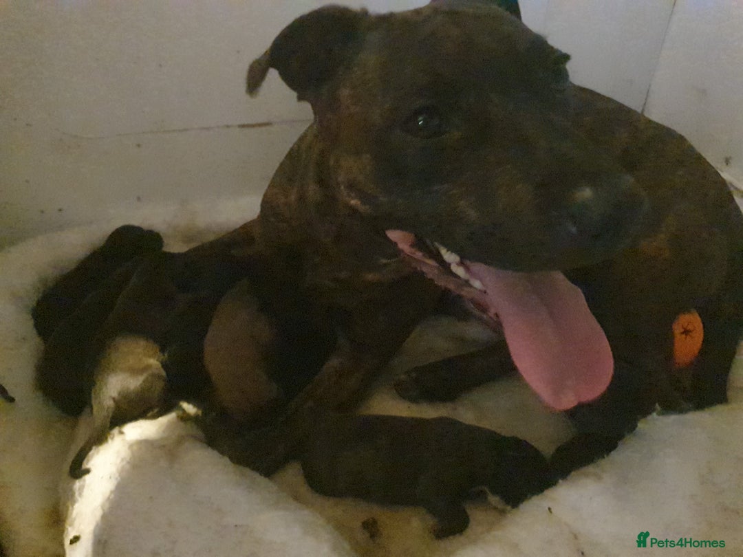 Staffordshire Bull Terrier dogs for sale: Staffordshire Bull Terrior Pups - 9 in total. - Image 2