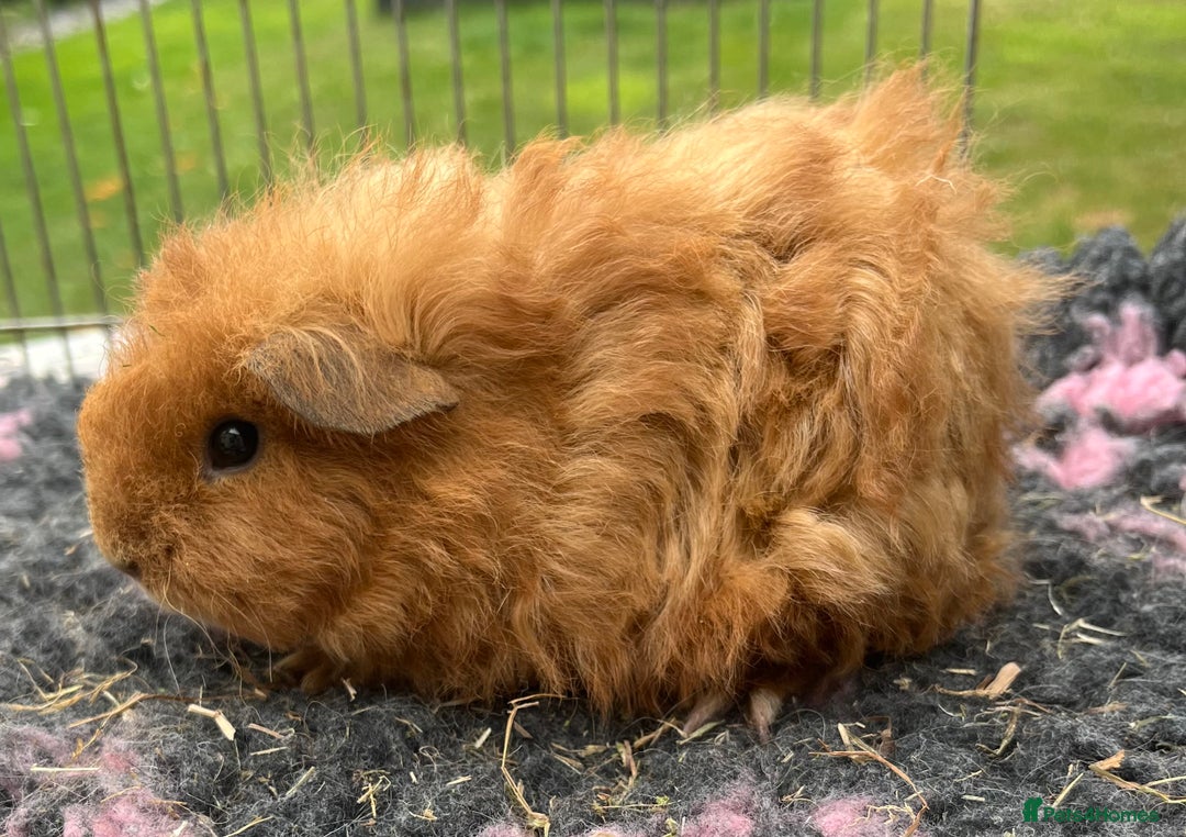 Guinea Pig rodents for sale: Texel, Sheltie, Merino, Coronet guinea pigs.  - Image 6