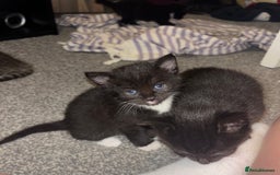 Mixed Breed cats for sale: 4 boy kittens left - Image 12