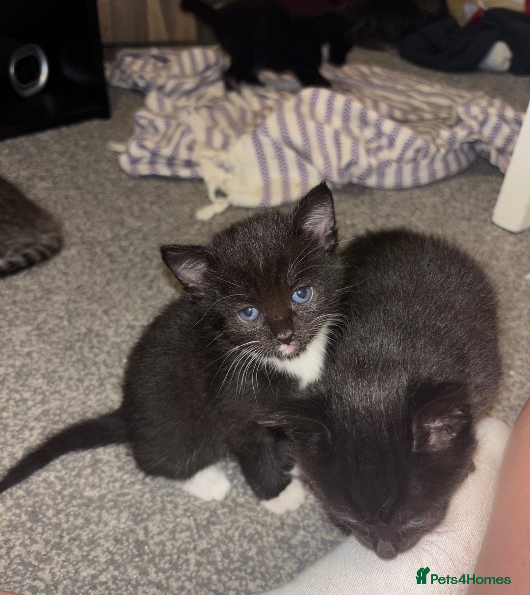 Mixed Breed cats for sale: 4 boy kittens left - Image 12