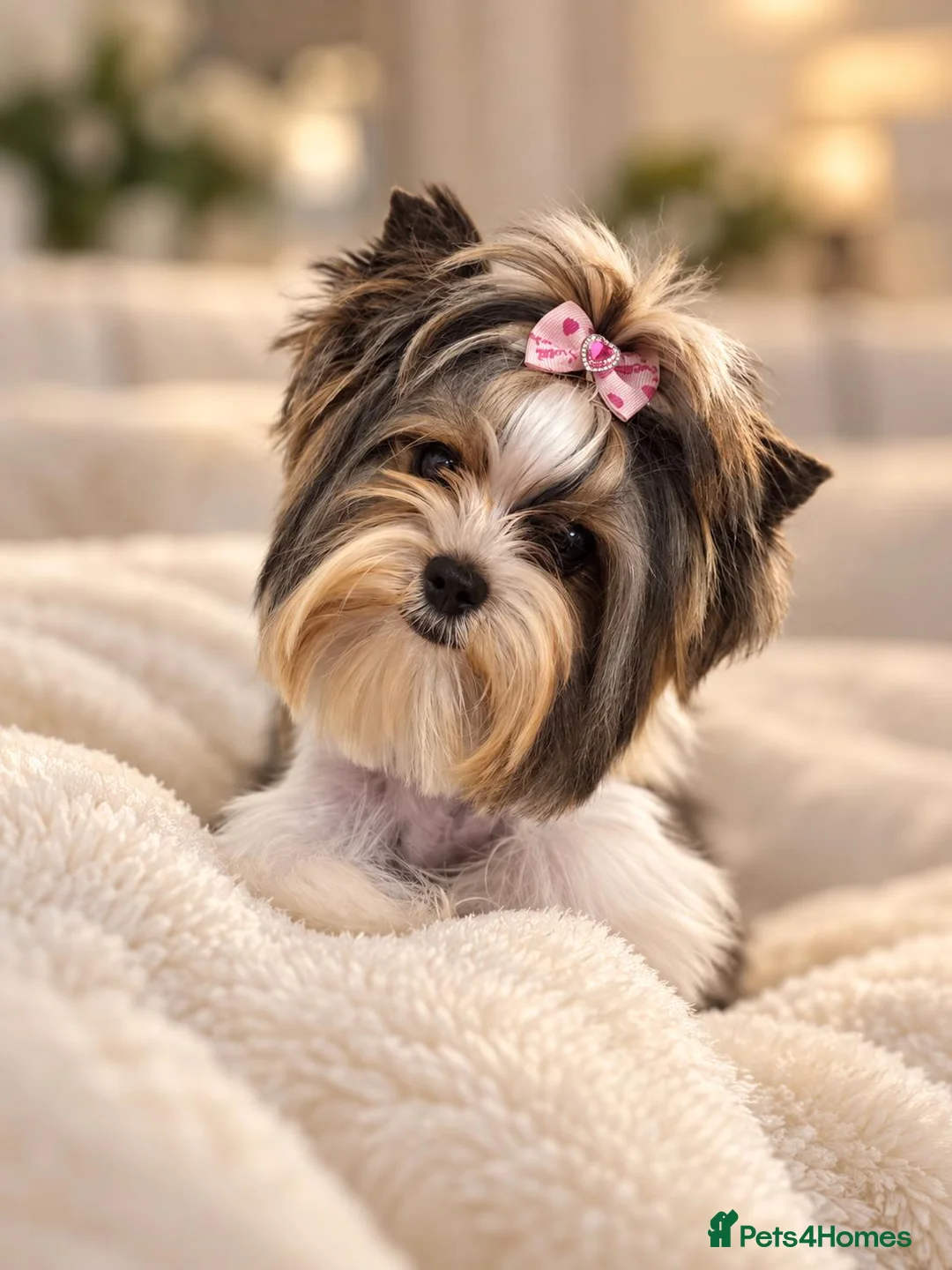 Yorkshire Terrier dogs for sale: Tiny Miniature Biewer Yorkie Girl–Doll-Like Beauty - Advert 1