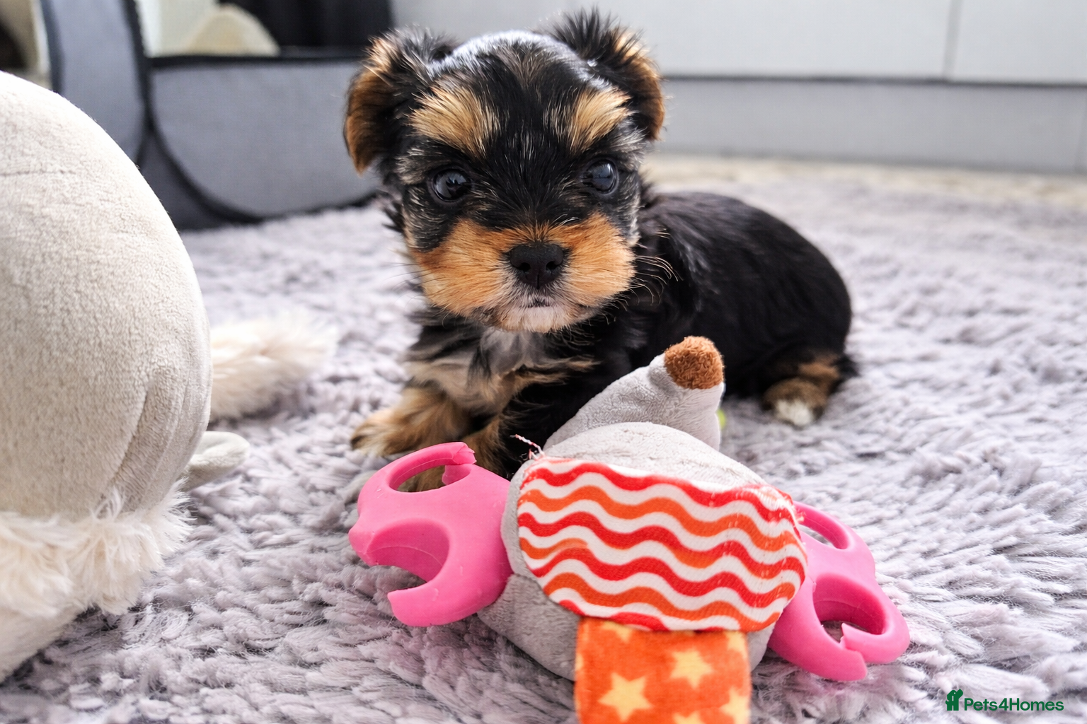 Yorkshire Terrier dogs Ultra Mini Yorkshire terrier puppy. - Advert 13