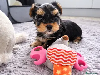 Yorkshire Terrier dogs Ultra Mini Yorkshire terrier puppy. - Advert 13