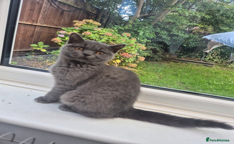 British Shorthair cats - Advert 14