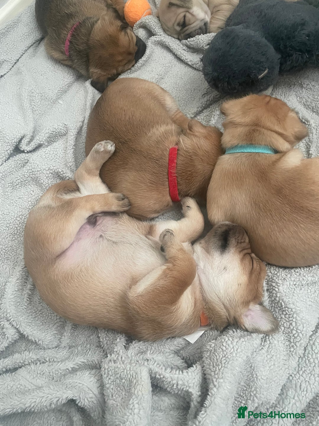 Jug dogs for sale: Jug puppies for sale 4 boys 2 girls 5 weeks old - Advert 22