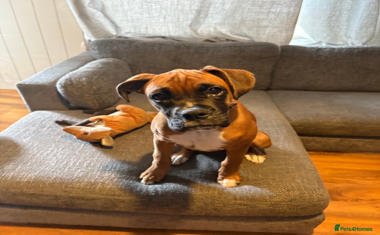 Boxer dogs - Advert 14