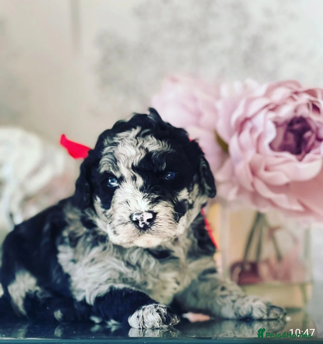 Poodle dogs for stud:  CHOCOLATE MERLE PHANTOM CARRYING PARTI in Todmorden - Advert 16