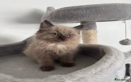 Ragdoll cats for sale: Stunning Female Seal Mink Ragdoll Kitten  - Image 3