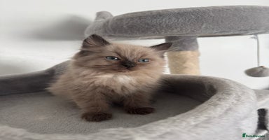 Ragdoll cats - Advert 9