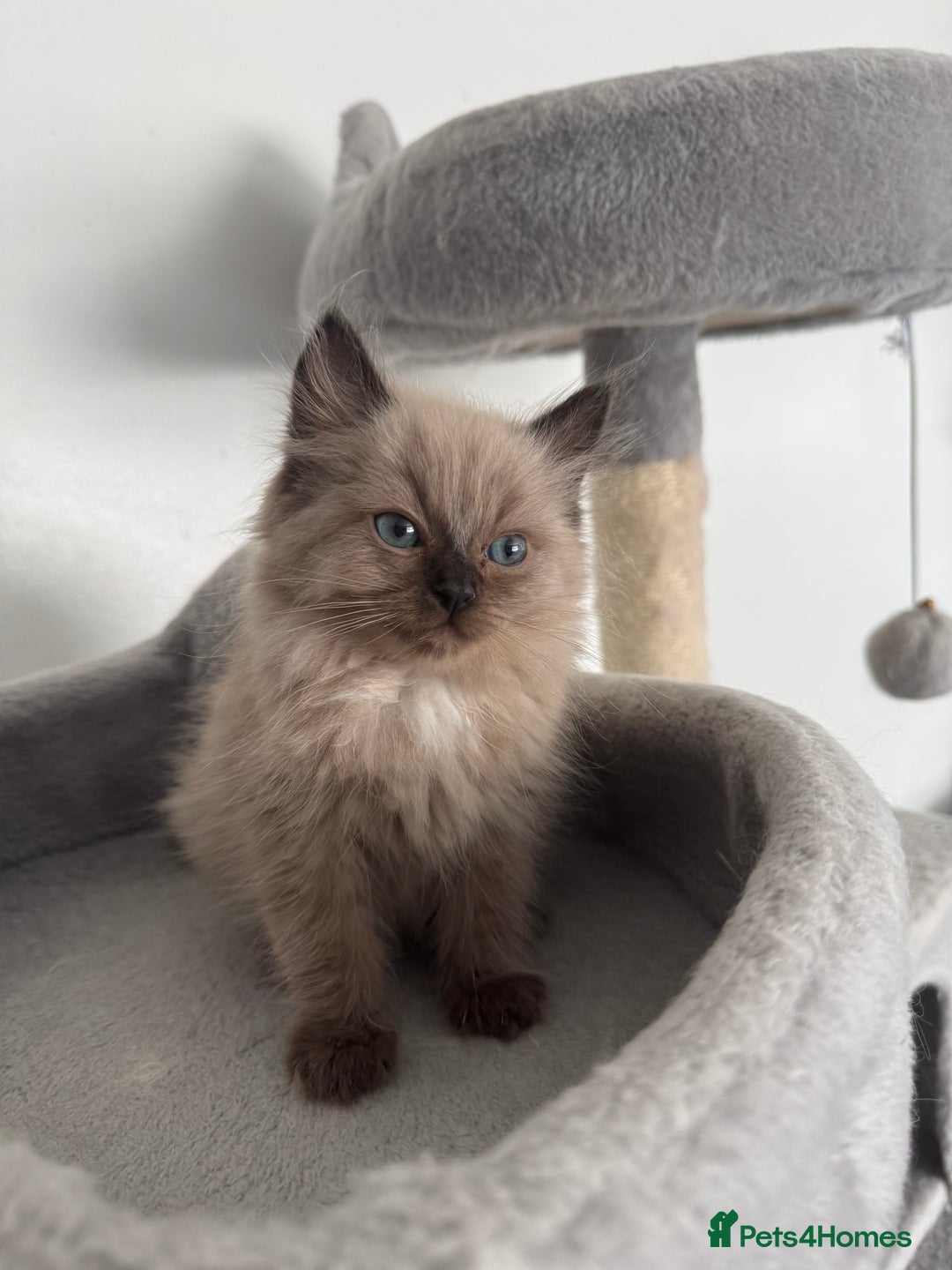 Ragdoll cats for sale: Stunning Female Seal Mink Ragdoll Kitten  - Image 3