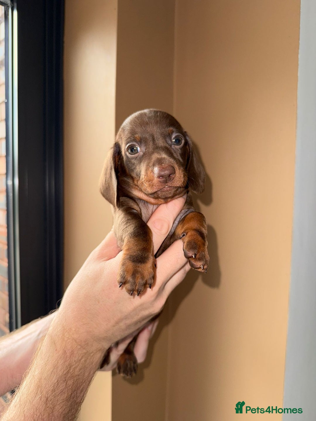 Miniature Dachshund dogs for sale: 🩷💙Stunning KC Mini Dachshund Puppies💙 - Image 16