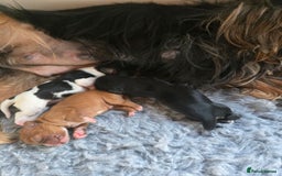 Cavalier King Charles Spaniel dogs for sale: KC Reg Black & Tan Cavalier Girl Puppies  - Image 11