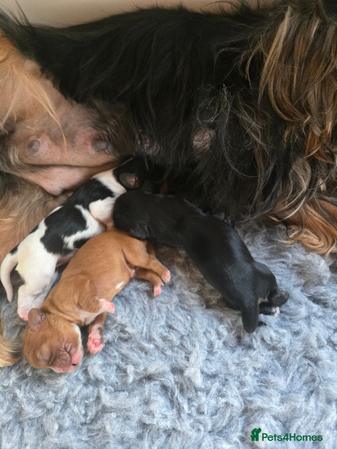 Cavalier King Charles Spaniel dogs for sale: KC Reg Black & Tan Cavalier Girl Puppies  - Image 11