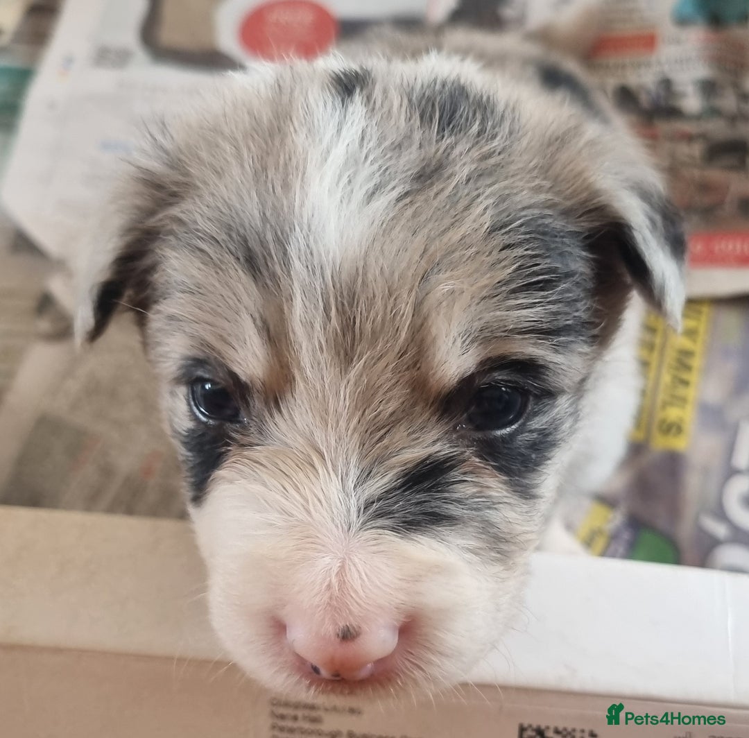 Border Collie dogs for sale: Border collie puppies with KC registered parents - Image 14