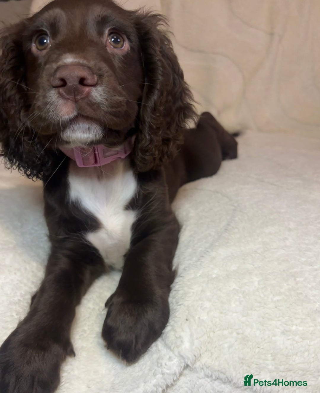 Cocker Spaniel dogs for sale: Cocker spaniel - Advert 2